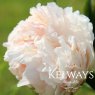 Paeonia 'Solange'