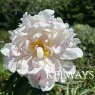 Paeonia 'Vogue'
