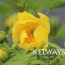 Paeonia ludlowii (S)