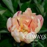 Paeonia 'Magical Mystery Tour' (I)