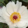 Paeonia 'Mikuhino-akebono'