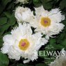 Paeonia 'Mikuhino-akebono'