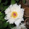 Paeonia 'Mikuhino-akebono'