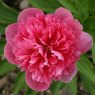 Paeonia x festiva 'Rosea Plena'