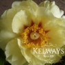 Paeonia 'Oukan' (S)