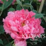 Paeonia x suffruticosa 'Reine Elisabeth' (S)