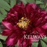 Paeonia x suffruticosa 'Rimpo' (S)