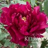 Paeonia x suffruticosa 'Rimpo' (S)