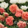 Paeonia x lemoinei 'Souvenir de Maxime Cornu' (S)