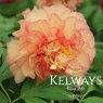 Paeonia x lemoinei 'Souvenir de Maxime Cornu' (S)