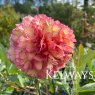 Paeonia x lemoinei 'Souvenir de Maxime Cornu' (S)