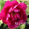 Paeonia x suffruticosa 'Cardinal Vaughan' (S)