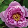 Paeonia x suffruticosa 'Kamada-fuji' (S)
