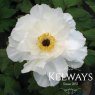 Paeonia x suffruticosa 'Shimane-hakugan' (S)