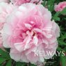 Paeonia x suffruticosa 'Shimane-seidai' (S)