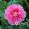 Paeonia x suffruticosa 'Shimane-seidai' (S)