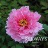 Paeonia x suffruticosa 'Shimane-seidai' (S)