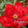 Paeonia x suffruticosa 'Superb' (S)