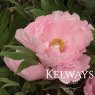 Paeonia x suffruticosa 'Yachiyo-tsubaki' (S)