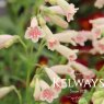 Penstemon 'Hidcote Pink'