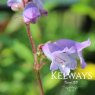 Penstemon 'Sour Grapes' (9cm pot)