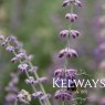 Salvia 'Little Spire' PBR (Pe)