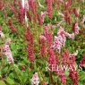 Bistorta affinis 'Superba'