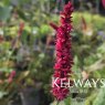 Bistorta amplexicaulis 'Fat Domino'
