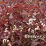 Persicaria microcephala 'Red Dragon' PBR