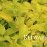 Philadelphus coronarius 'Aureus'