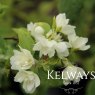 Philadelphus 'Manteau d'Hermine' (d)