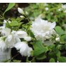 Philadelphus 'Snowbelle' (d)