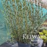 Phillyrea angustifolia (12 litre pot)