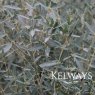Phillyrea angustifolia (12 litre pot)