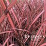 Phormium 'Evening Glow' (v) (3 litre pot)