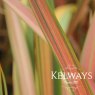 Phormium 'Jester' (v) (3 litre pot)