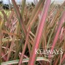 Phormium 'Jester' (v) (3 litre pot)