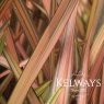 Phormium 'Pink Panther' (v)