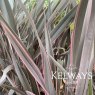 Phormium 'Pink Stripe' (v) (3 litre pot)