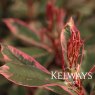 Photinia x fraseri Pink Marble ('Cassini') (v)