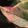 Photinia x fraseri Pink Marble ('Cassini') (v)
