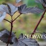 Physocarpus opulifolius 'Diabolo'