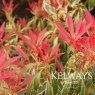 Pieris 'Flaming Silver' (v)
