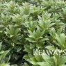Pieris japonica 'Little Heath' (v)