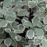 Pittosporum 'Garnettii' (v)