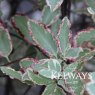 Pittosporum tenuifolium 'Elizabeth' (m/v)