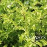 Pittosporum tenuifolium 'Golden King'