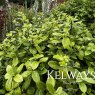 Pittosporum tenuifolium 'Golf Ball' PBR