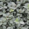 Pittosporum tenuifolium 'Silver Ball' (v)