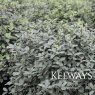 Pittosporum tenuifolium 'Silver Ball' (v)